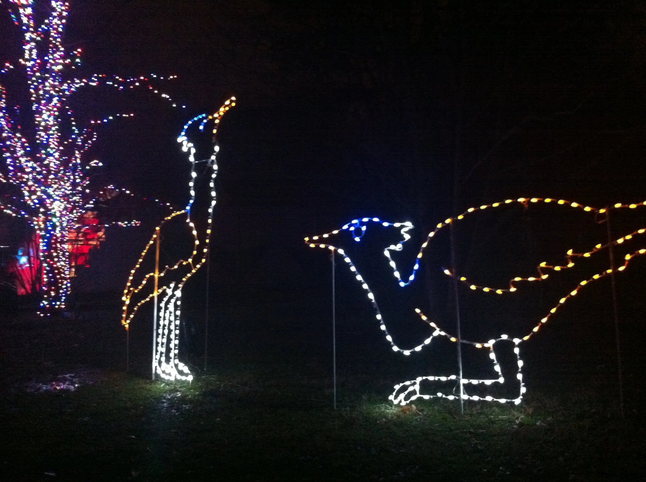 Christmas at the National Zoo- Washington, D.C.