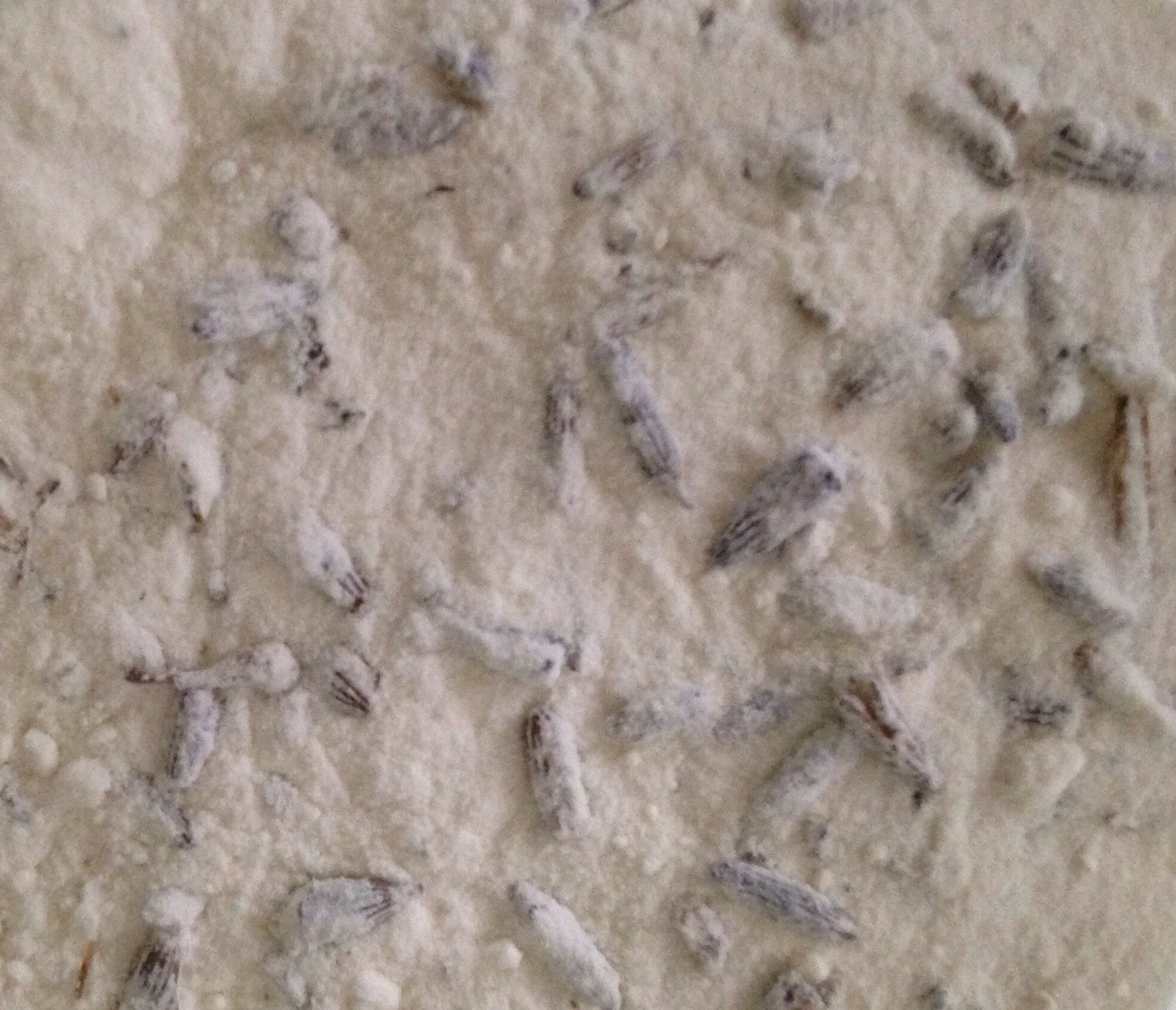 Lavender Deodorant Powder