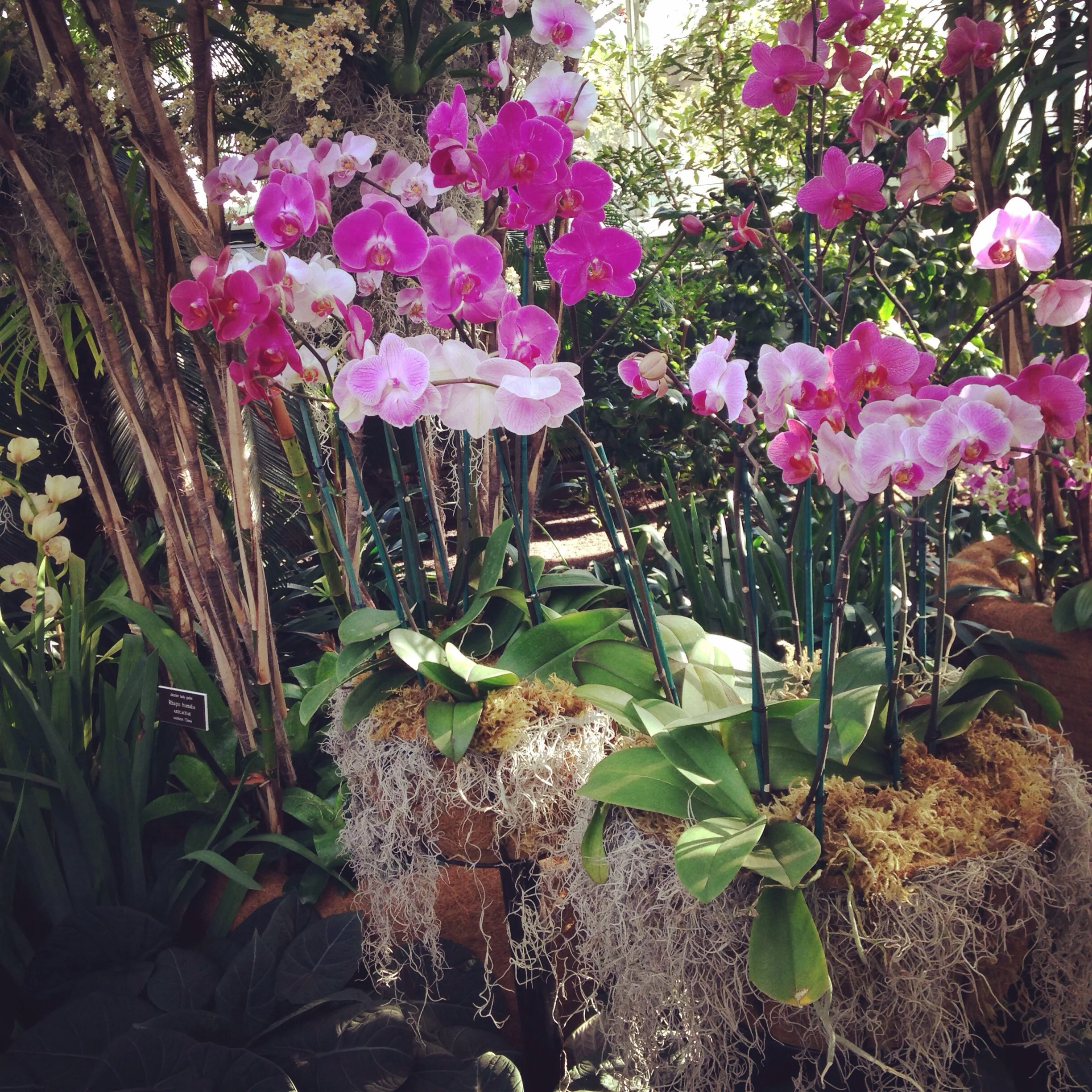 An Orchid Grows in the Bronx