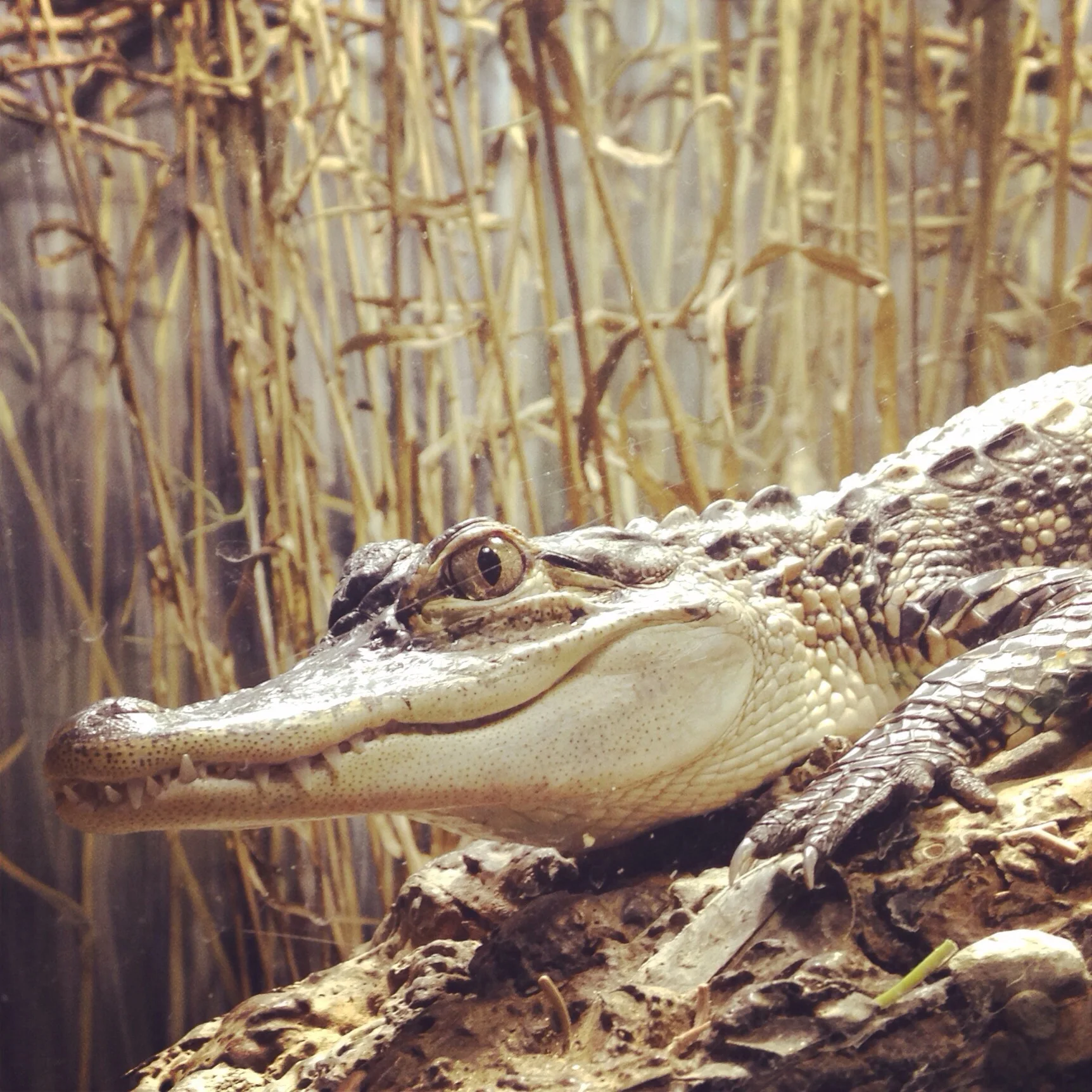 Lion Hunt at the Bronx Zoo!