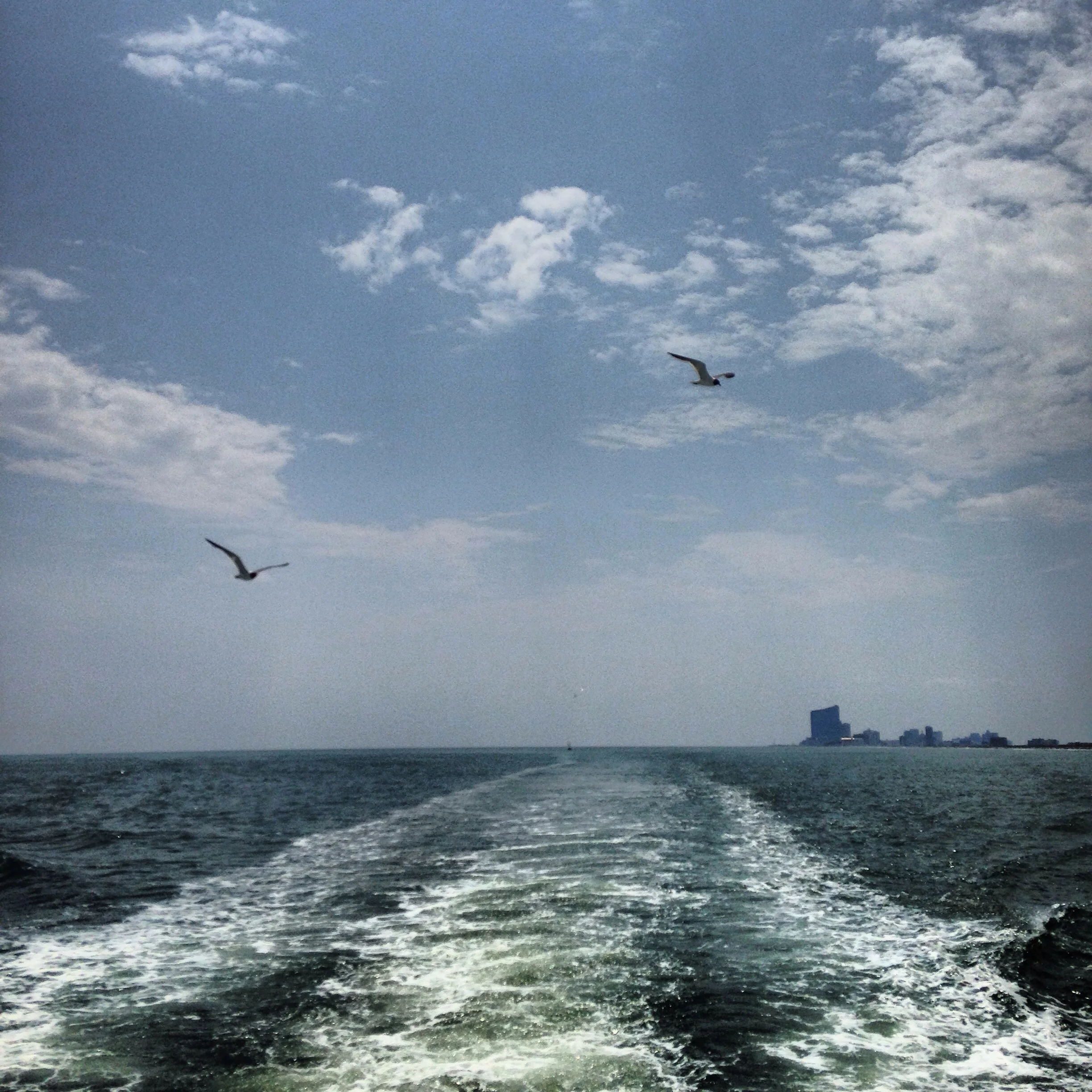 Cruising Atlantic City for Wild Bottlenose Dolphins