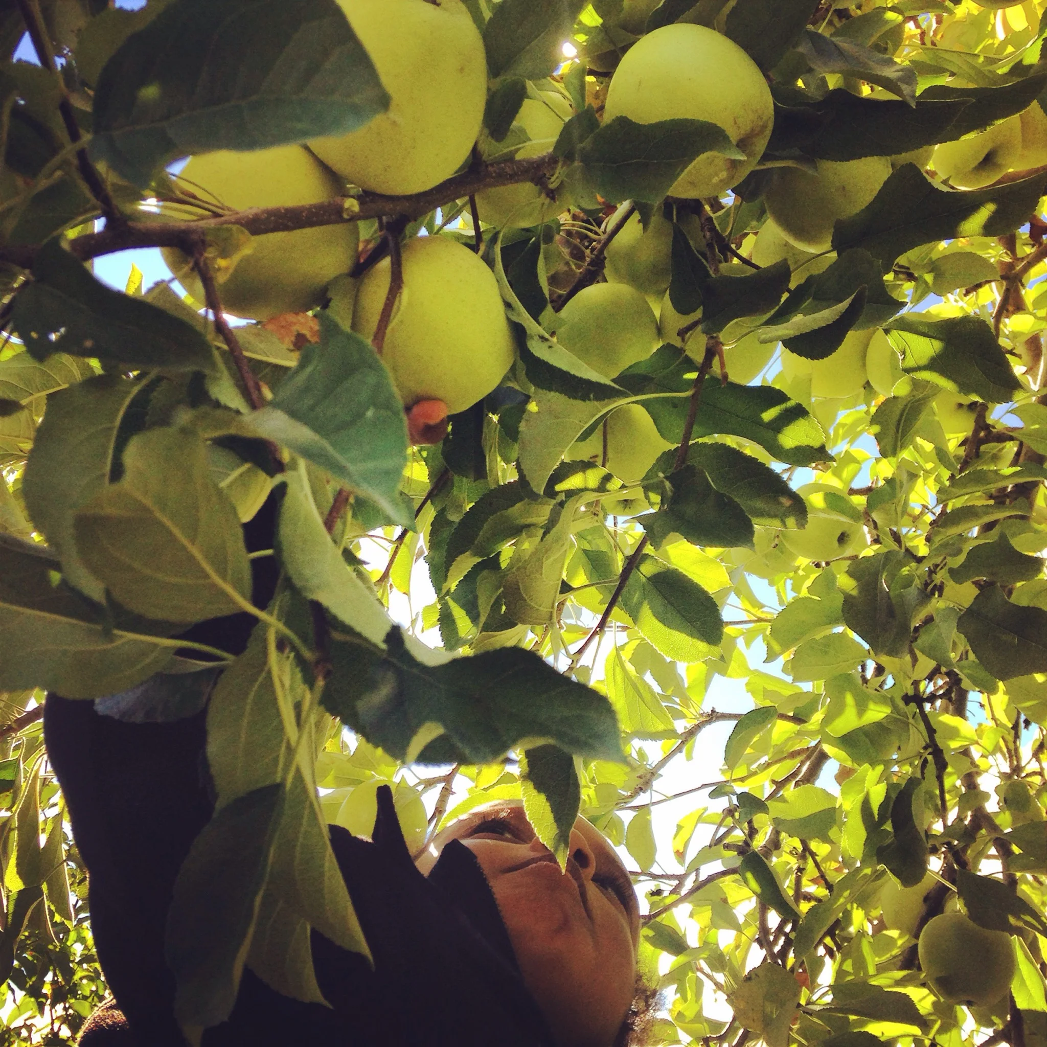 Picking Apples at Fishkill Farms: A Memorable Autumn Afternoon!