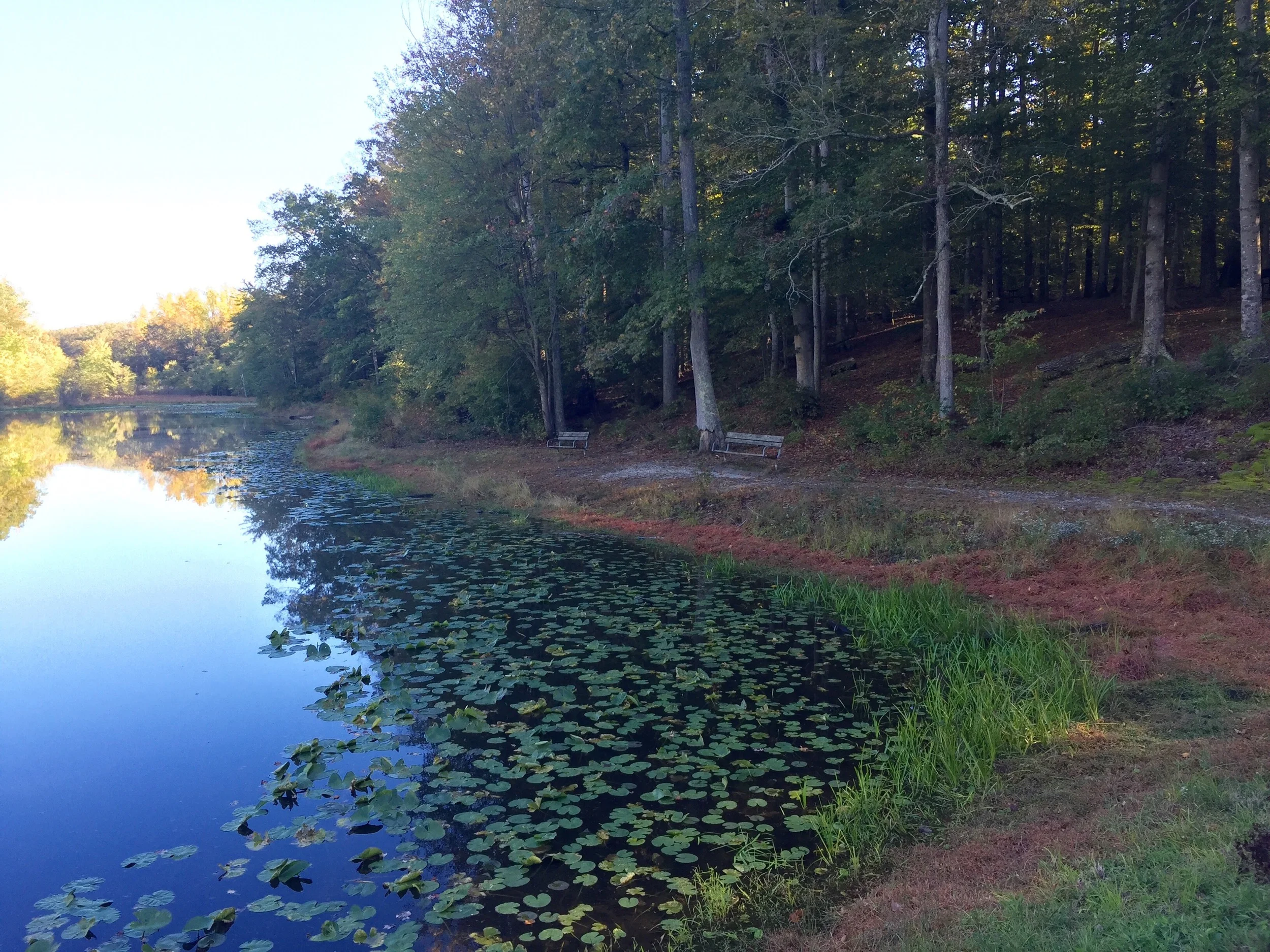 Cedarville State Forest: Breathe Deeply, You've Arrived!