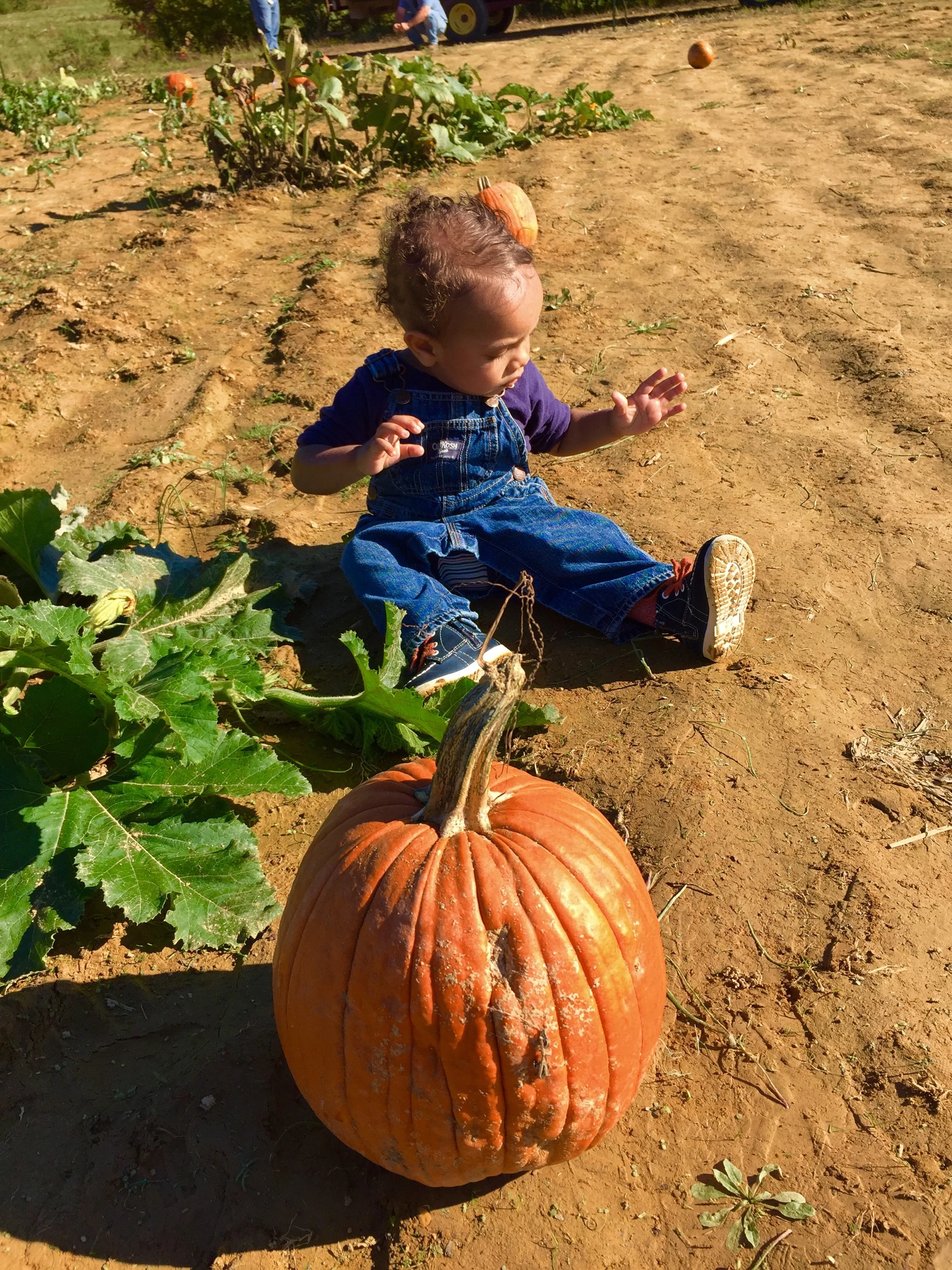 Autumn Agritourism: Support Your Local Farmers