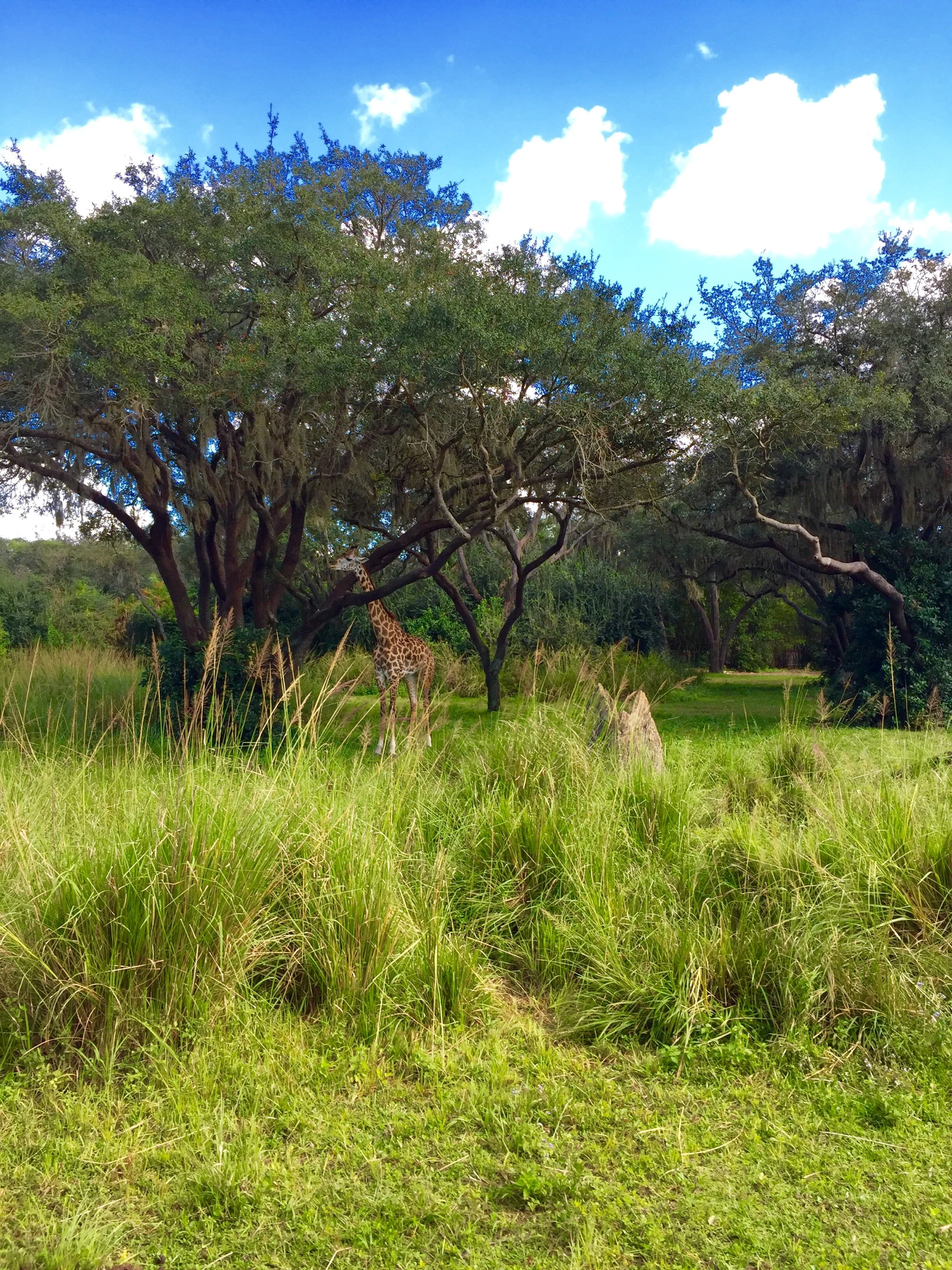 Safari in Disney World on the Kilimanjaro Safari at Animal Kingdom!