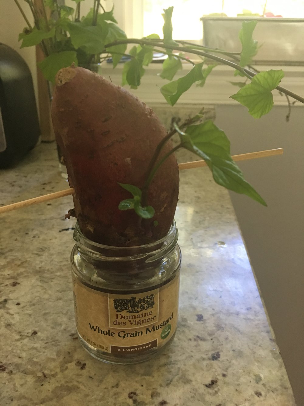 how to sprout and plant sweet potato vines: experiments as a