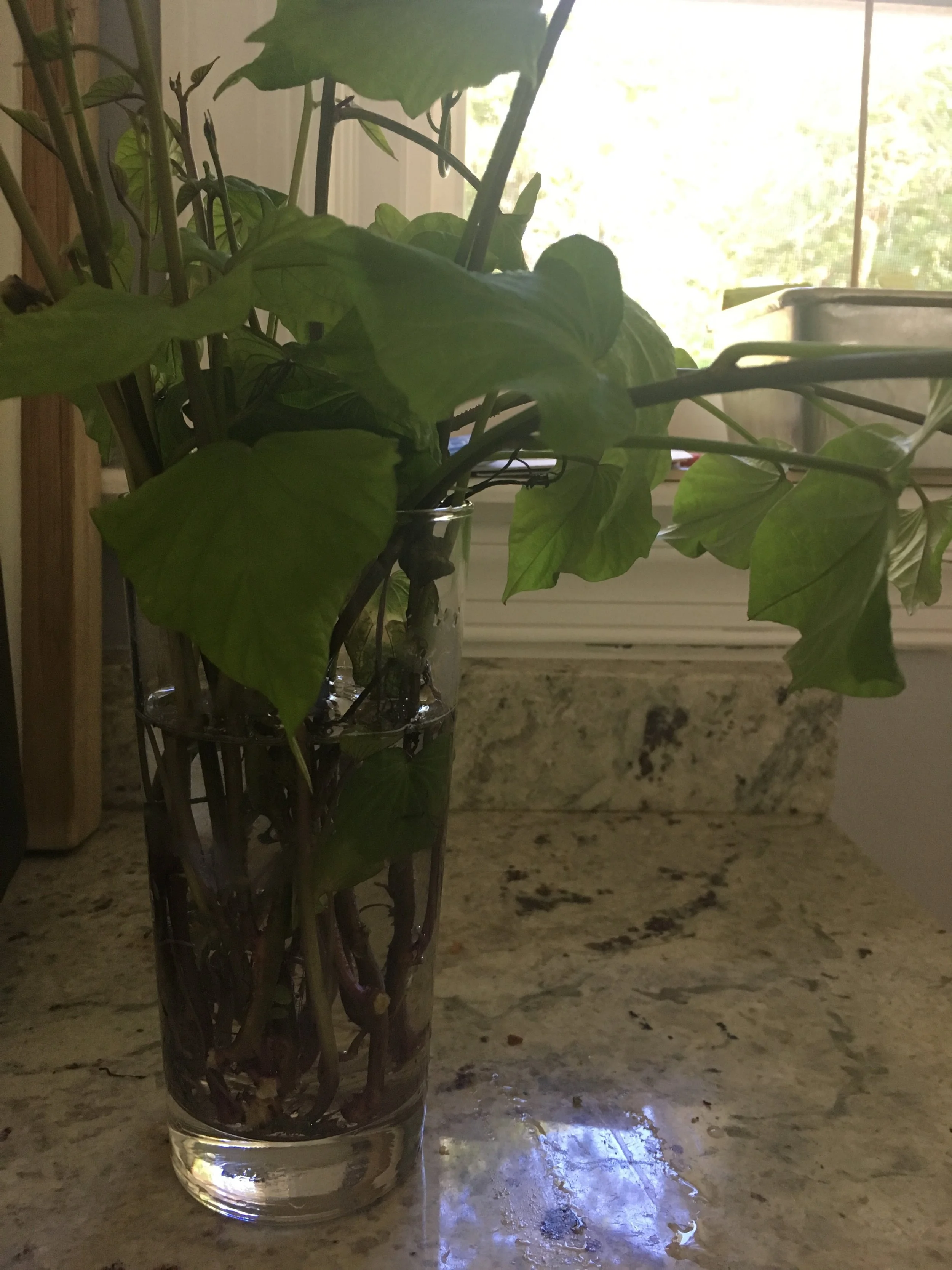 How to Sprout and Plant Sweet Potato Vines Experiments As A Kitchen