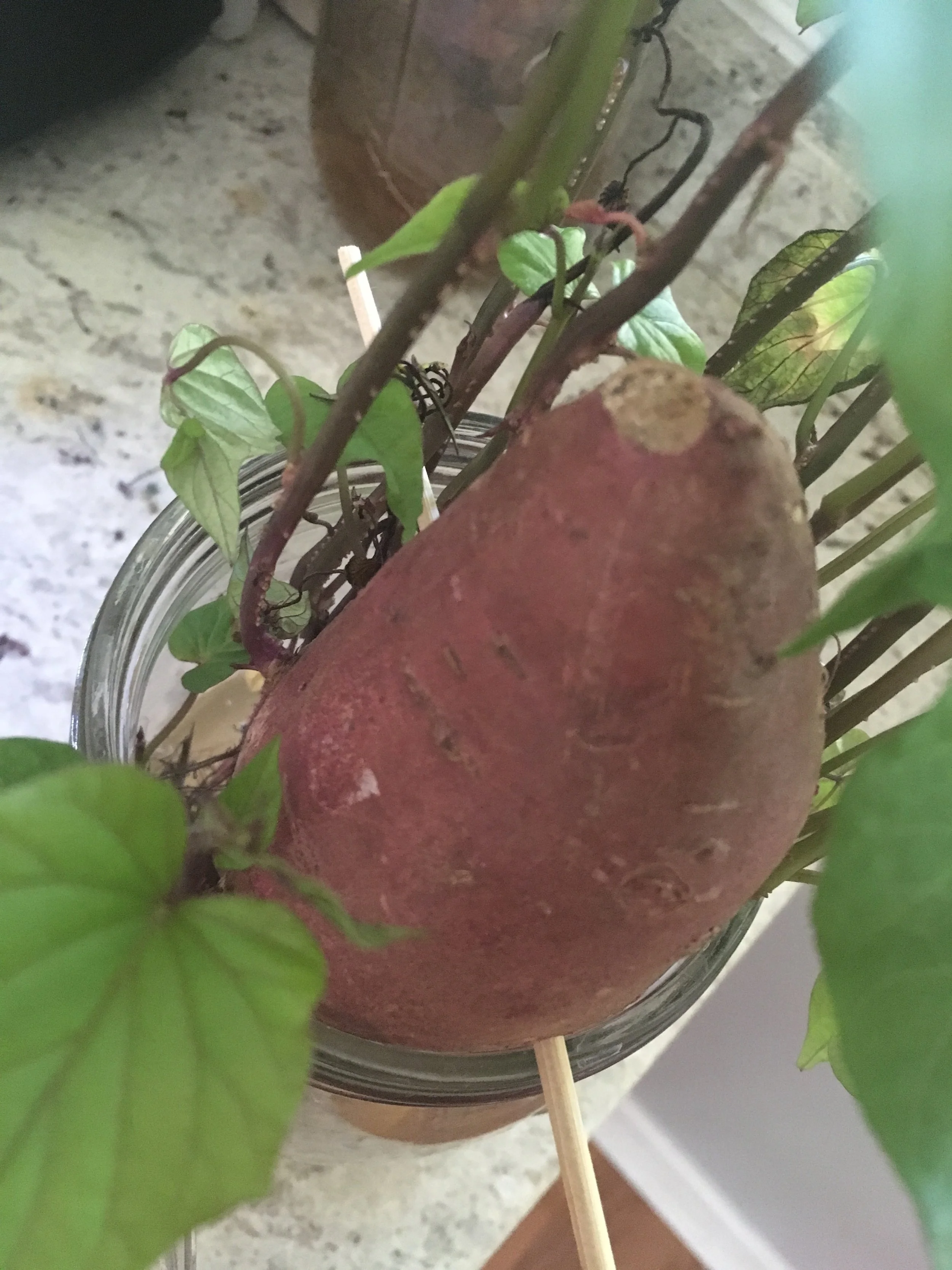 How to Sprout and Plant Sweet Potato Vines Experiments As A Kitchen