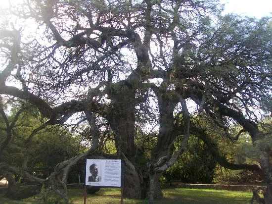 Photo source: http://g.cz/10-nejstarsich-stromu-sveta