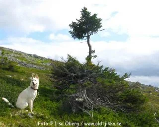 Photo by: Lisa Oberg