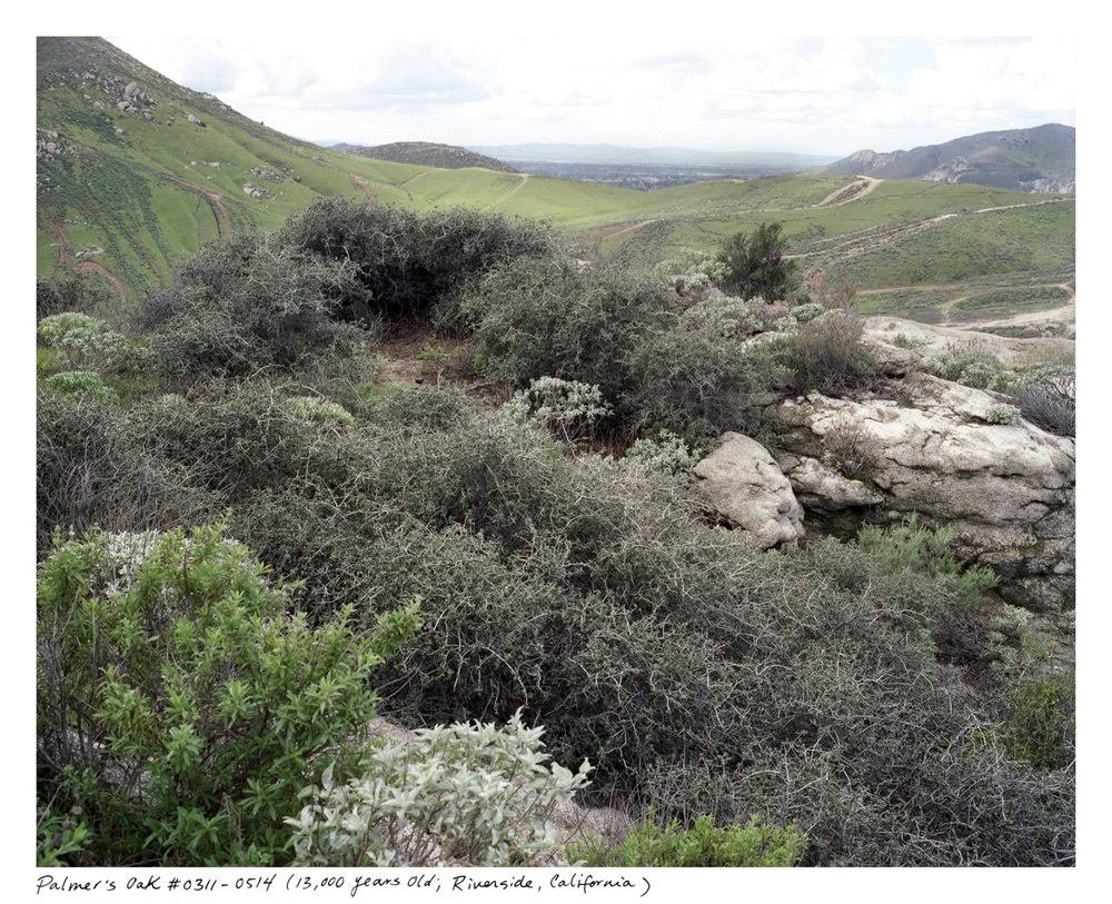 Photo by: Rachel Sussman (Click on her name to see more about her project documenting the Oldest Living things in the World )