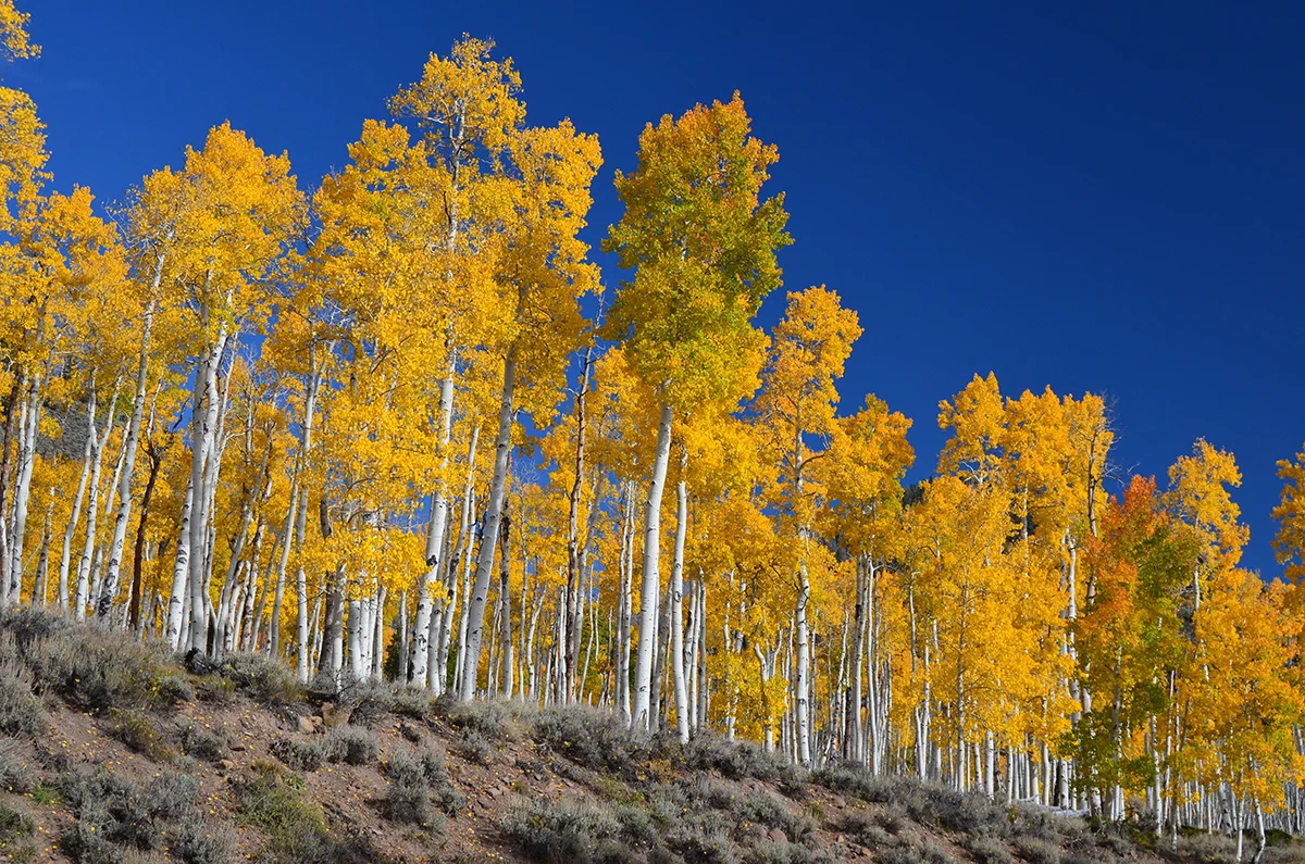 Photo by: J Zapell Source : Wikipedia Commons