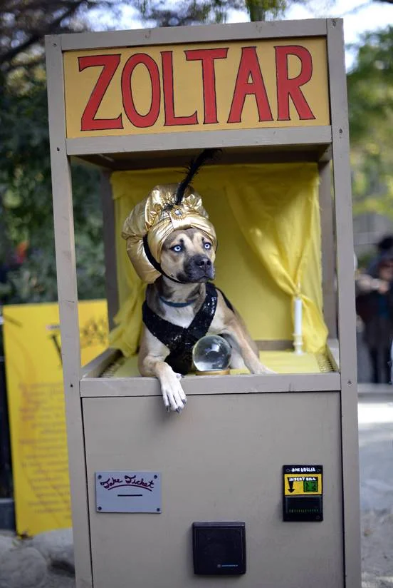 zoltar dog.jpg
