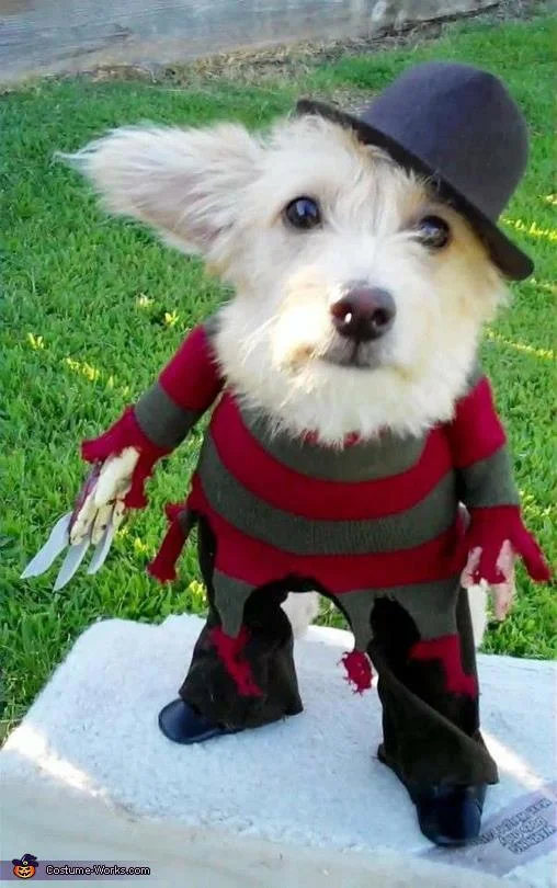 Funny-Halloween-Animal-Dog-Photo.jpg