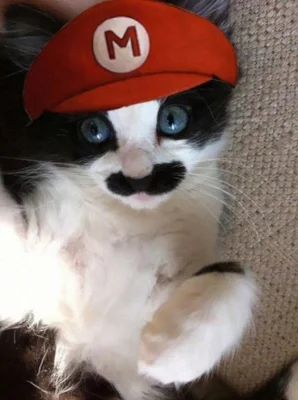 halloween-costumes-for-pets-3.jpg
