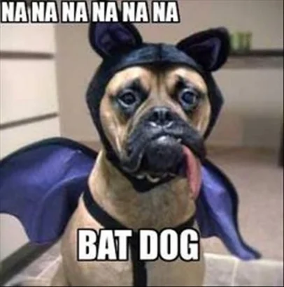 Funny-Bat-Dog-Meme-Image.jpg