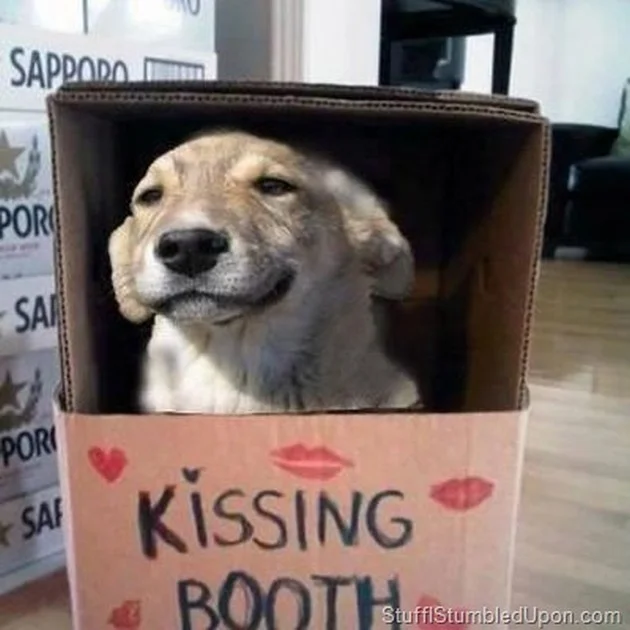 funny-dogs-pics-More-Funny-Dog-Memes-03.jpg