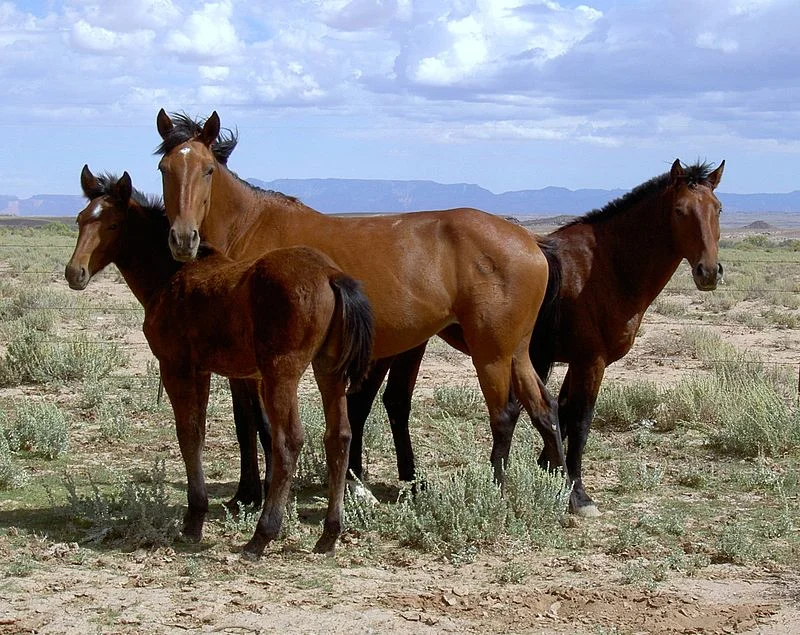 800px-Arizona_2004_Mustangs.jpg