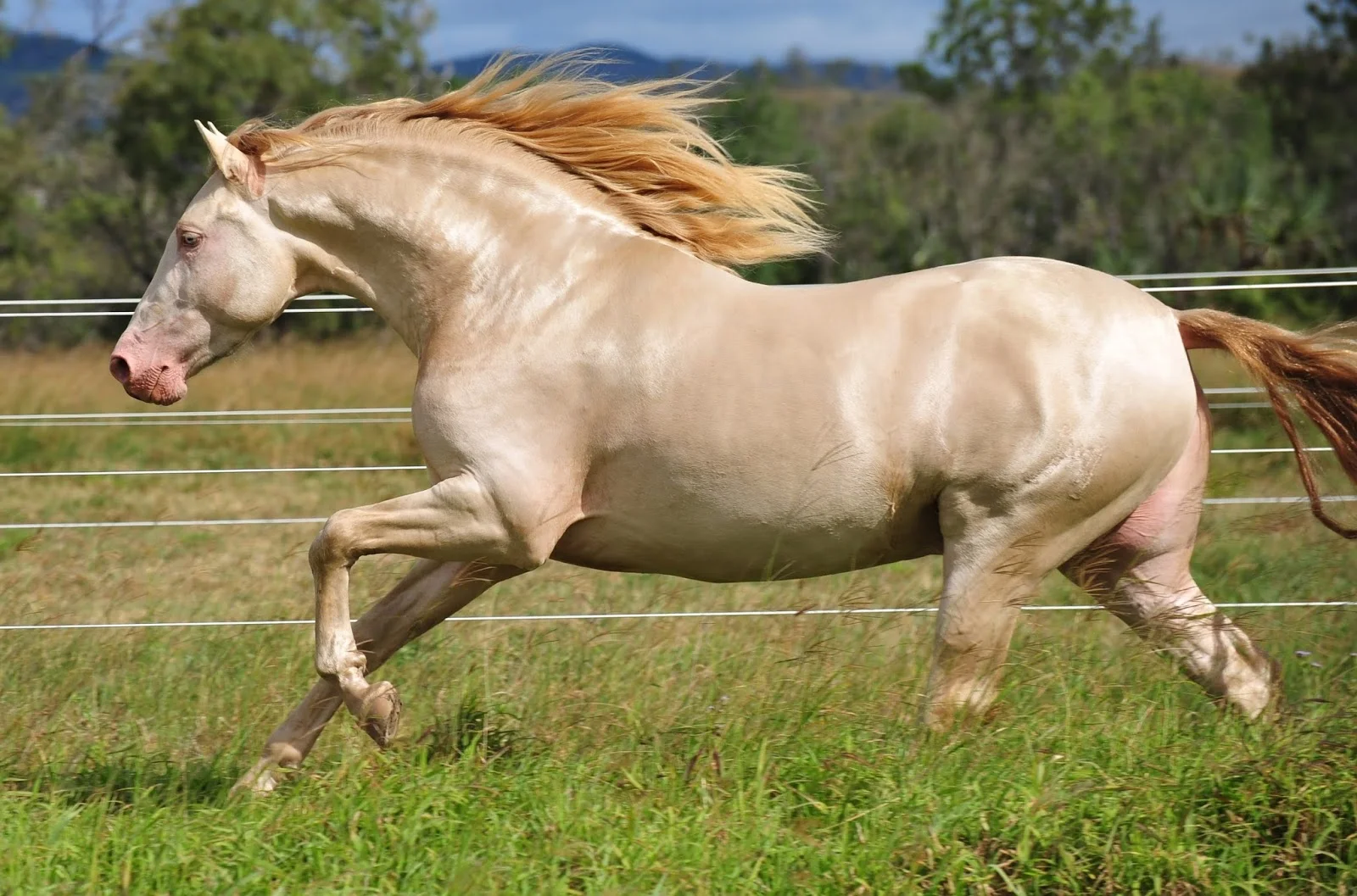 andalusian-horse.jpg