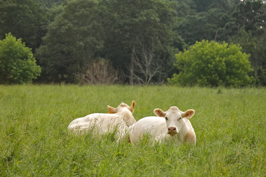 Scallops R in Season