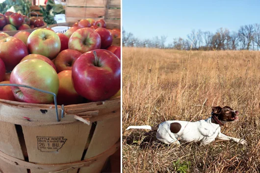 More Than Just Them Apples