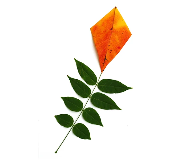 autumn-kite-01.jpg