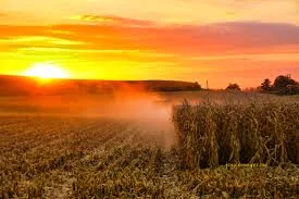 harvest pic.jpg
