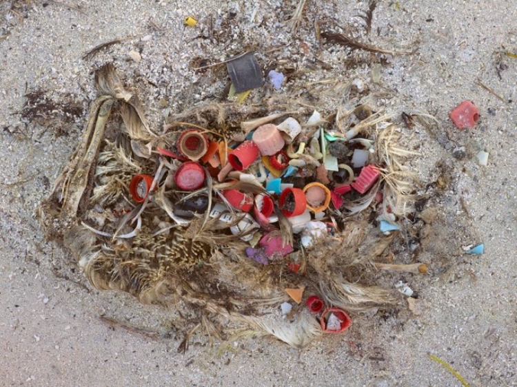 The sad reality of trash inside a bird. (photo by Chris Jordan/Smithsonian)