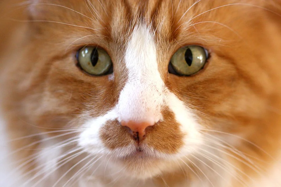 17882-cat-close-up-pv.jpg