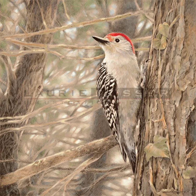 Red-bellied Woodpecker 16" x 16" 14-0327 Buy Now! -other sizes available