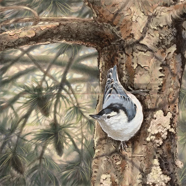 White-breasted Nuthatch 16" x 16" 14-1029 Buy Now! -other sizes available