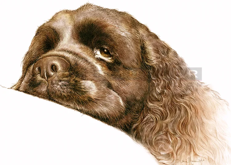   Bentley &nbsp;&nbsp; 10 x 8" Colored Pencil 