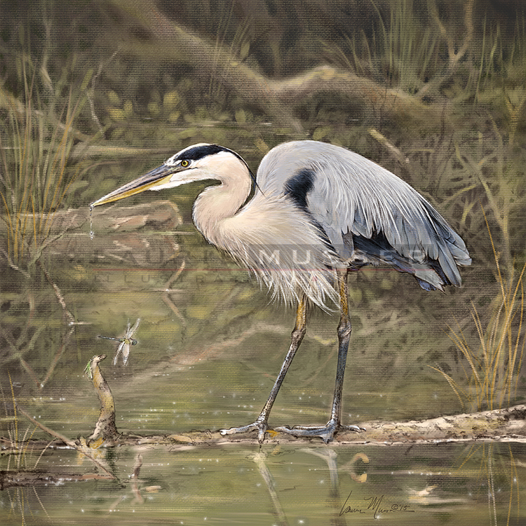 Great Blue Heron 16 x 16" 15-0527 Buy Now! -other sizes available