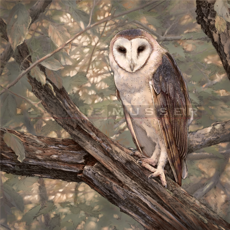 Barn Owl 16" x 16" 15-1030 *Recieved Honorable Mention at 2016 Aquarius Show in Medina, Oh Judge- Don Getz Buy Now! -other sizes available