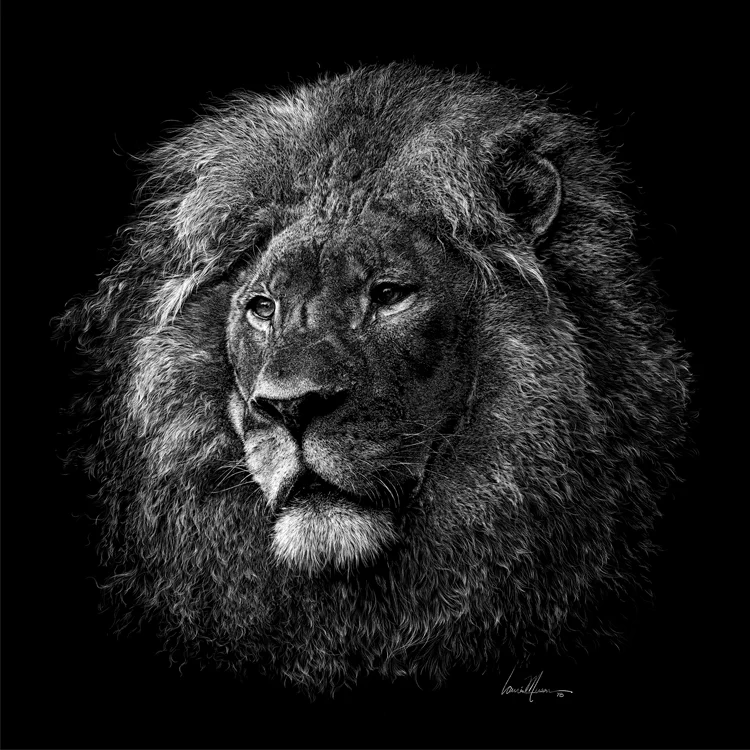Gallant 18-0411 18 x 18" 300ppi Buy Now! or contact Laurie directly for a signed, numbered, Fine Art Metallic Giclee’