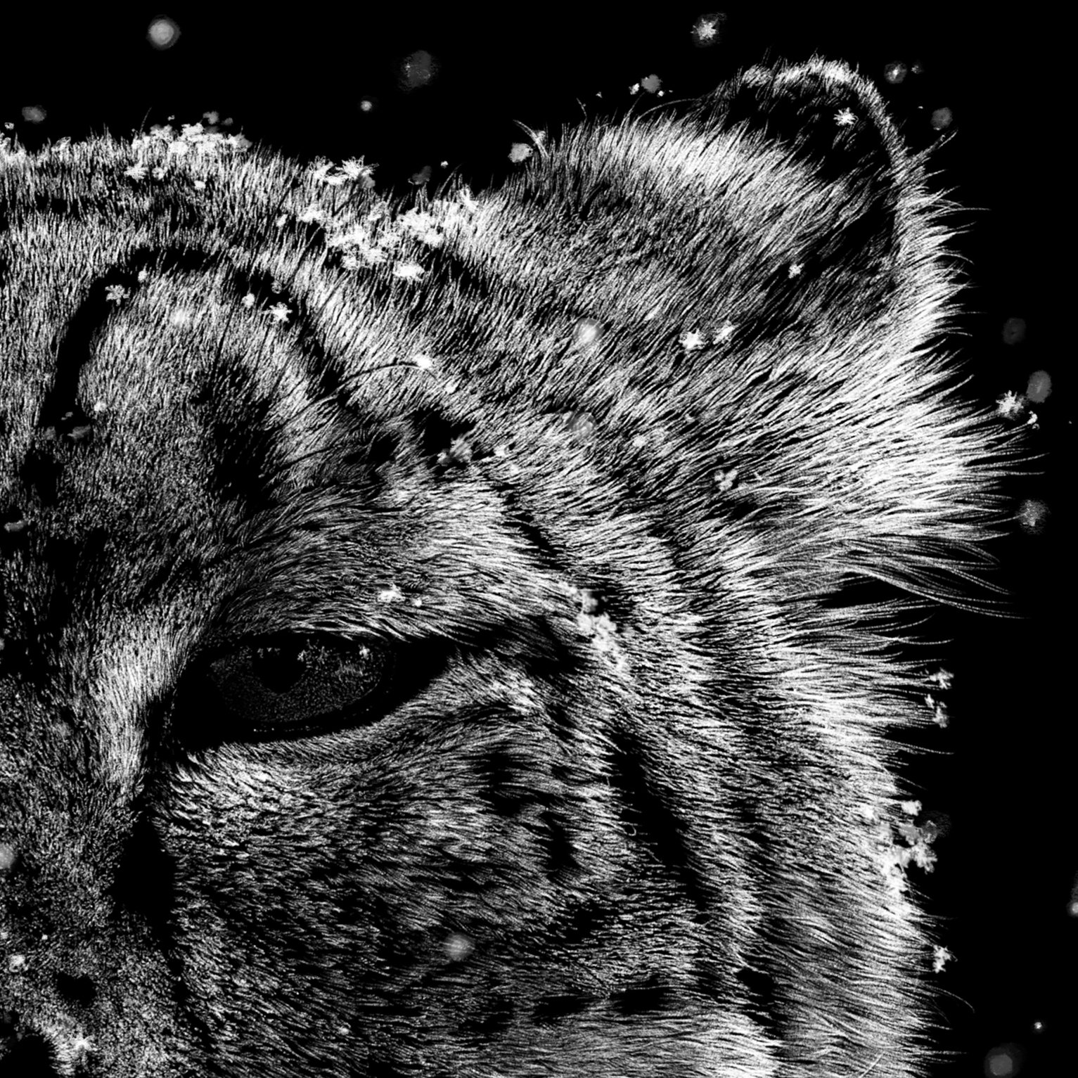 AQUARIUS Show Medina Library