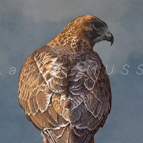 Fine Art Gallery-Feather Fur and Fauna - color