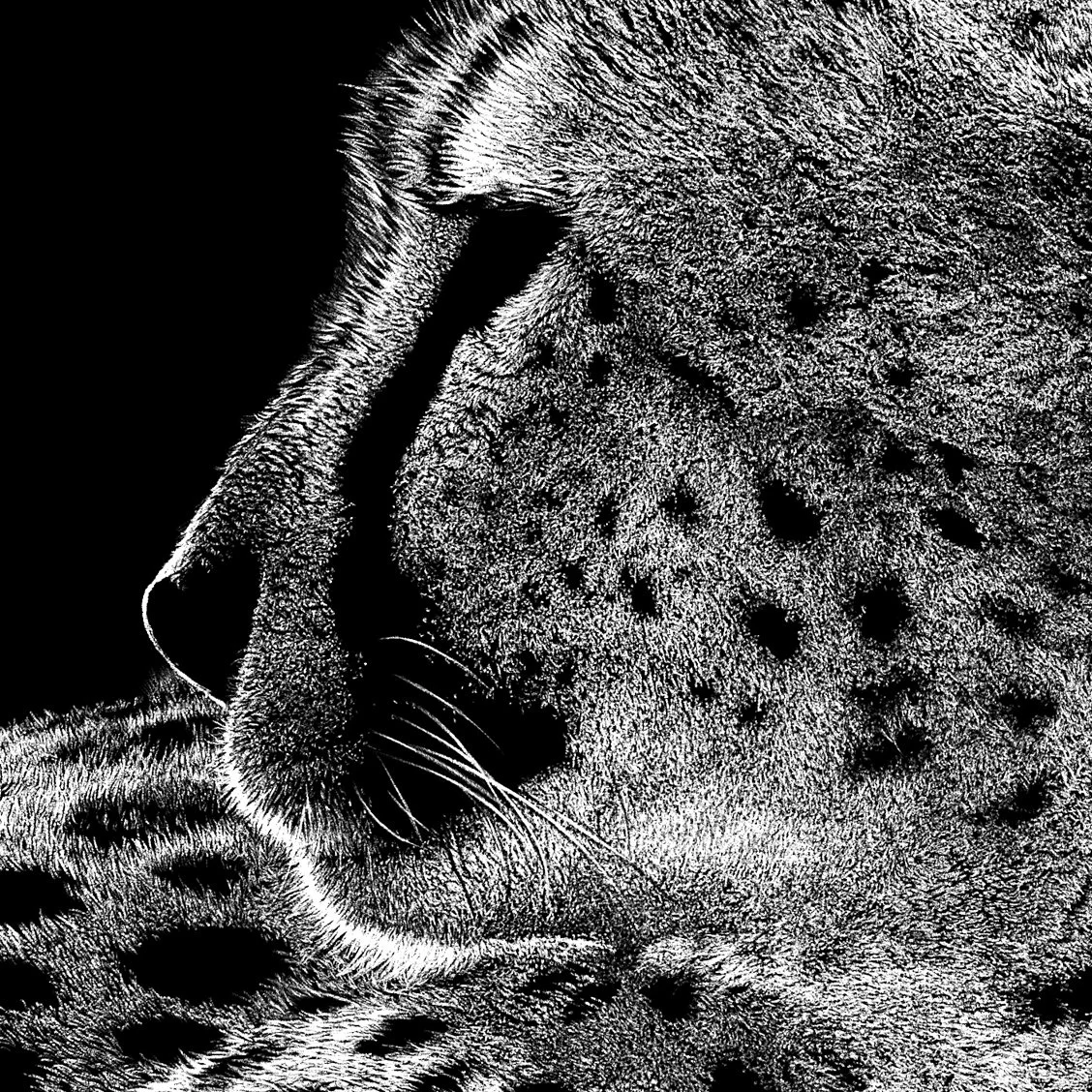 Fine Art Gallery-Feather, Fur and Fauna - limited color