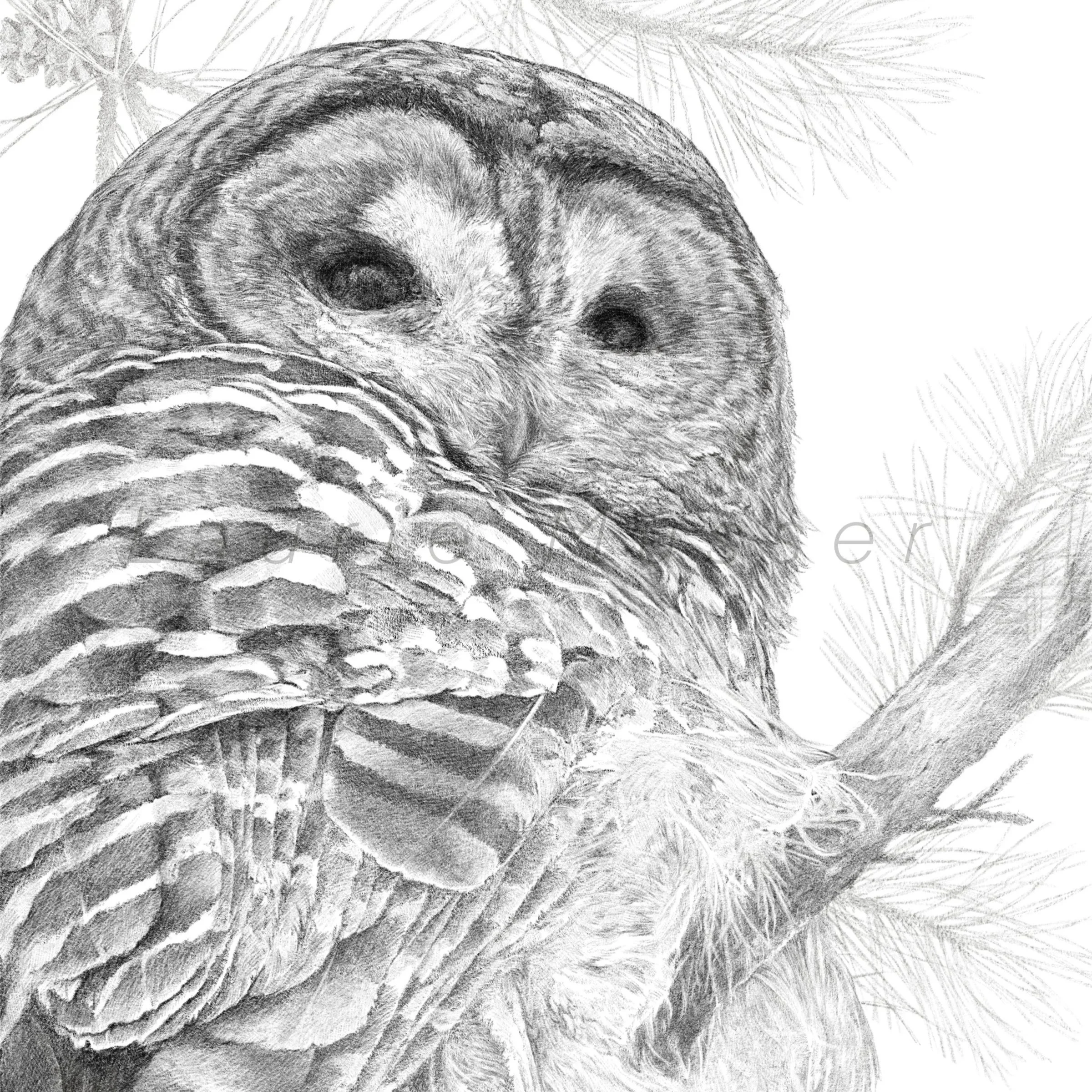 Fine Art Gallery-Graphite Pencil