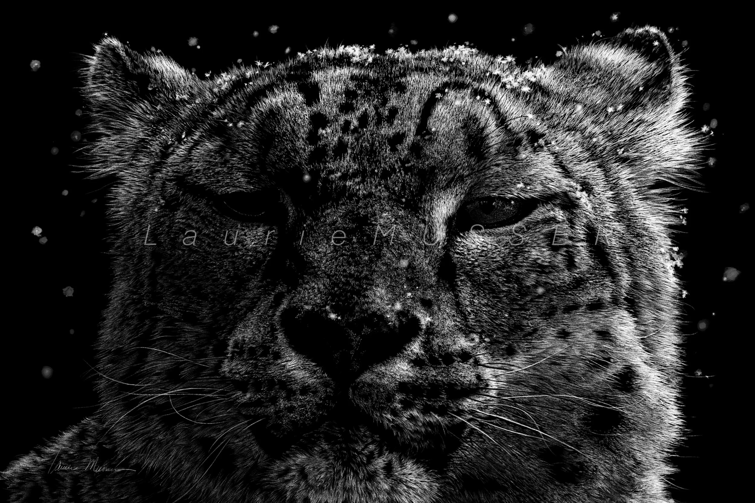  SNOW QUEEN   &emsp; 18x12”      Purchase Options     25-1227 