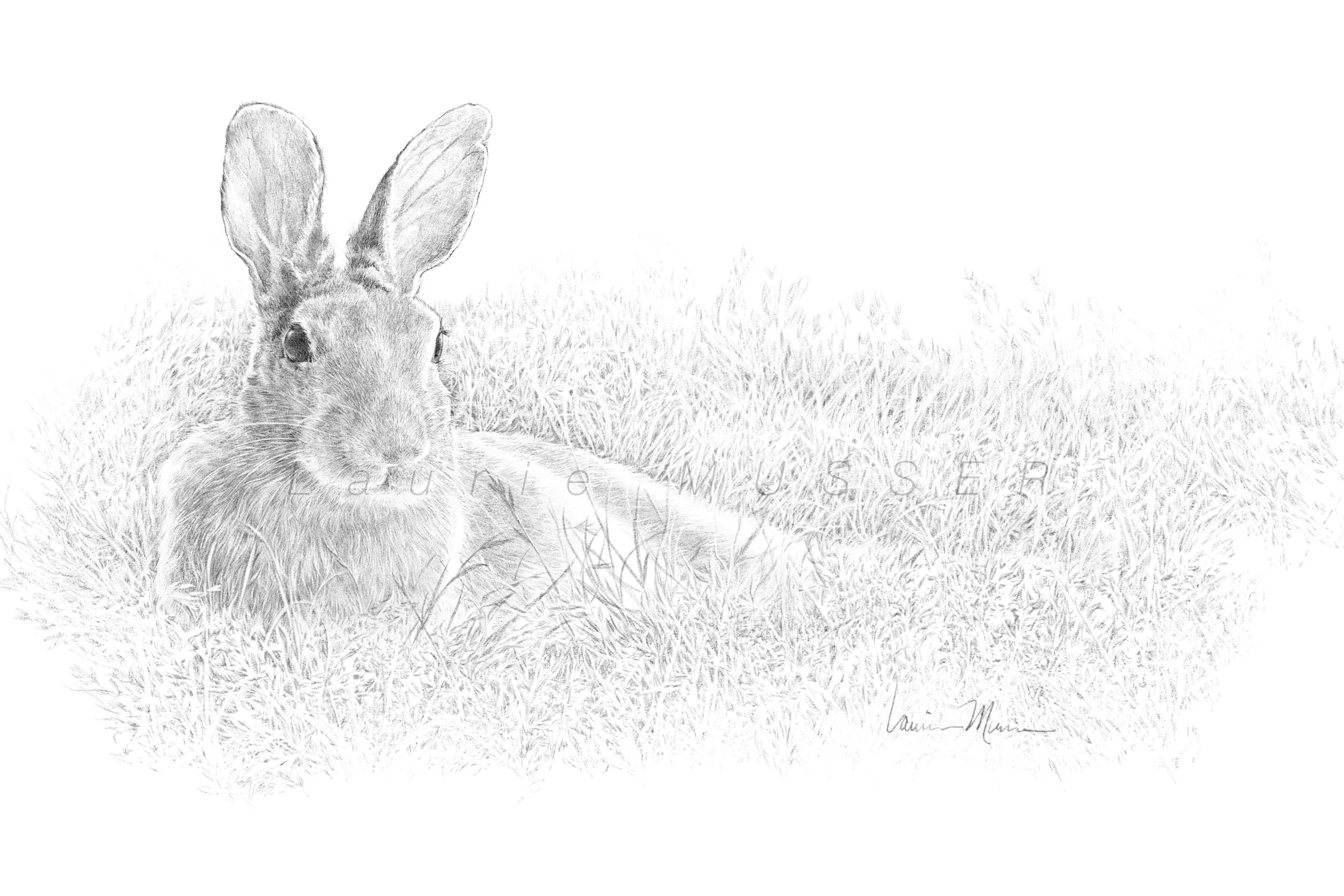  DEBONAIR HARE 
&emsp;original 12x8”      Purchase Options     23-0711  