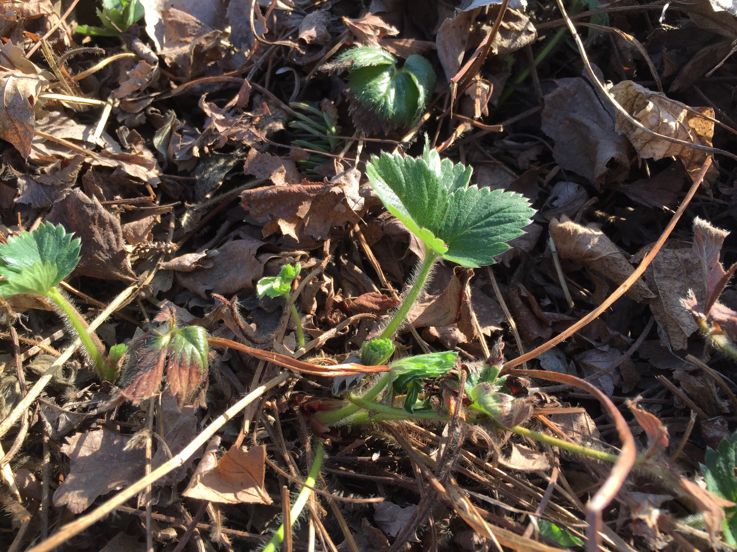  Strawberries coming back to life! 