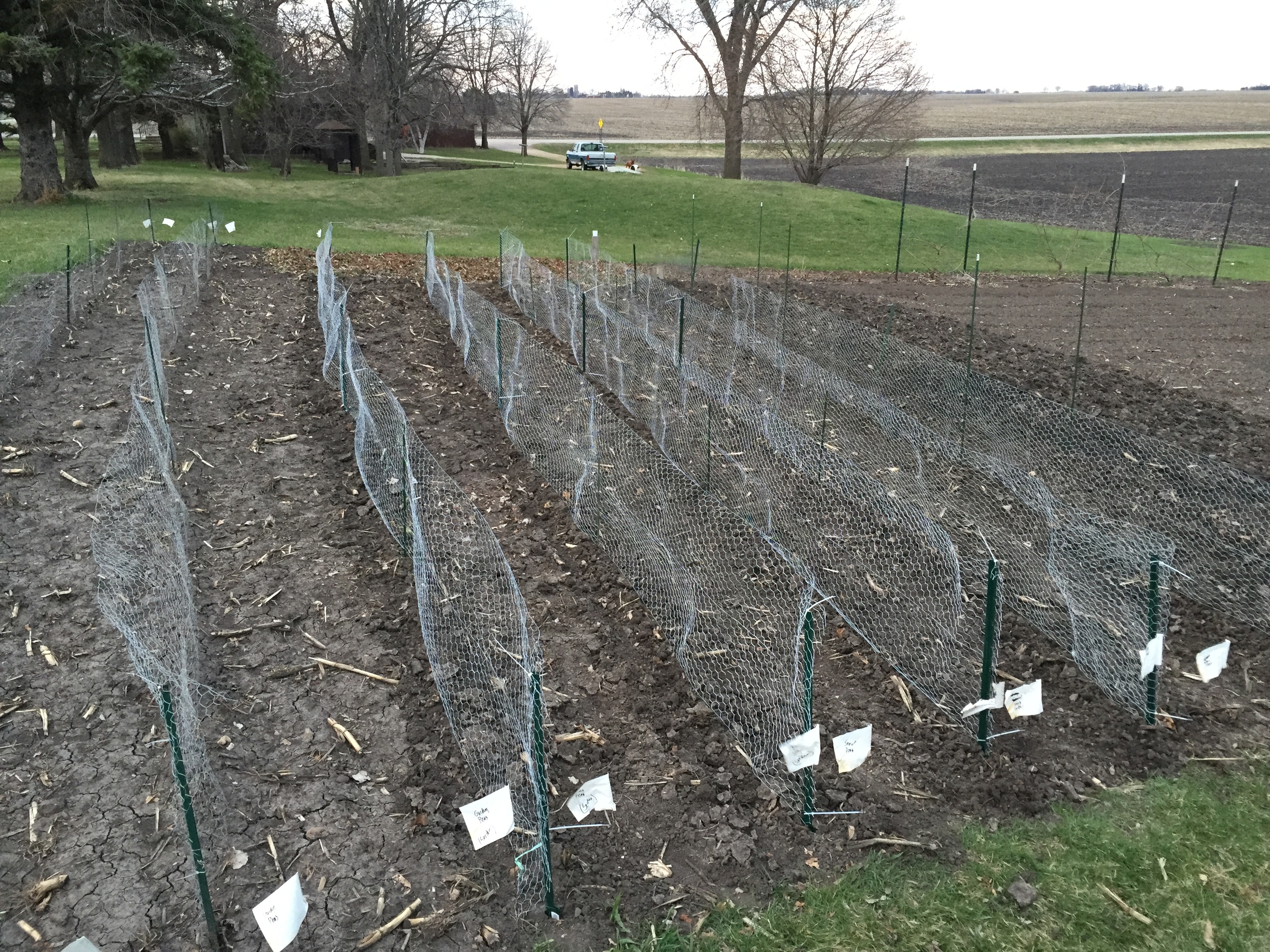  These are double rows of peas on either side of the fence. The fencing acts as a trellis allowing the peas to cling to them. Increasing yields and making them easier to pick! 