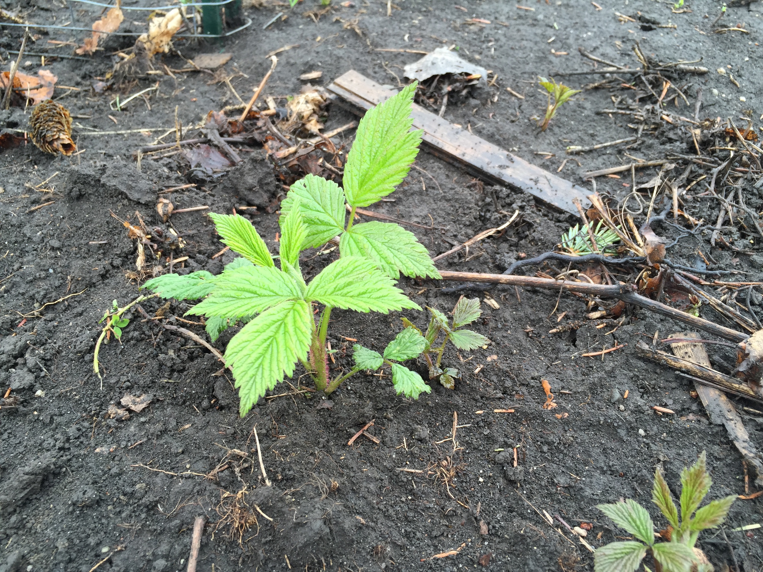  Raspberries enjoying the rain. 