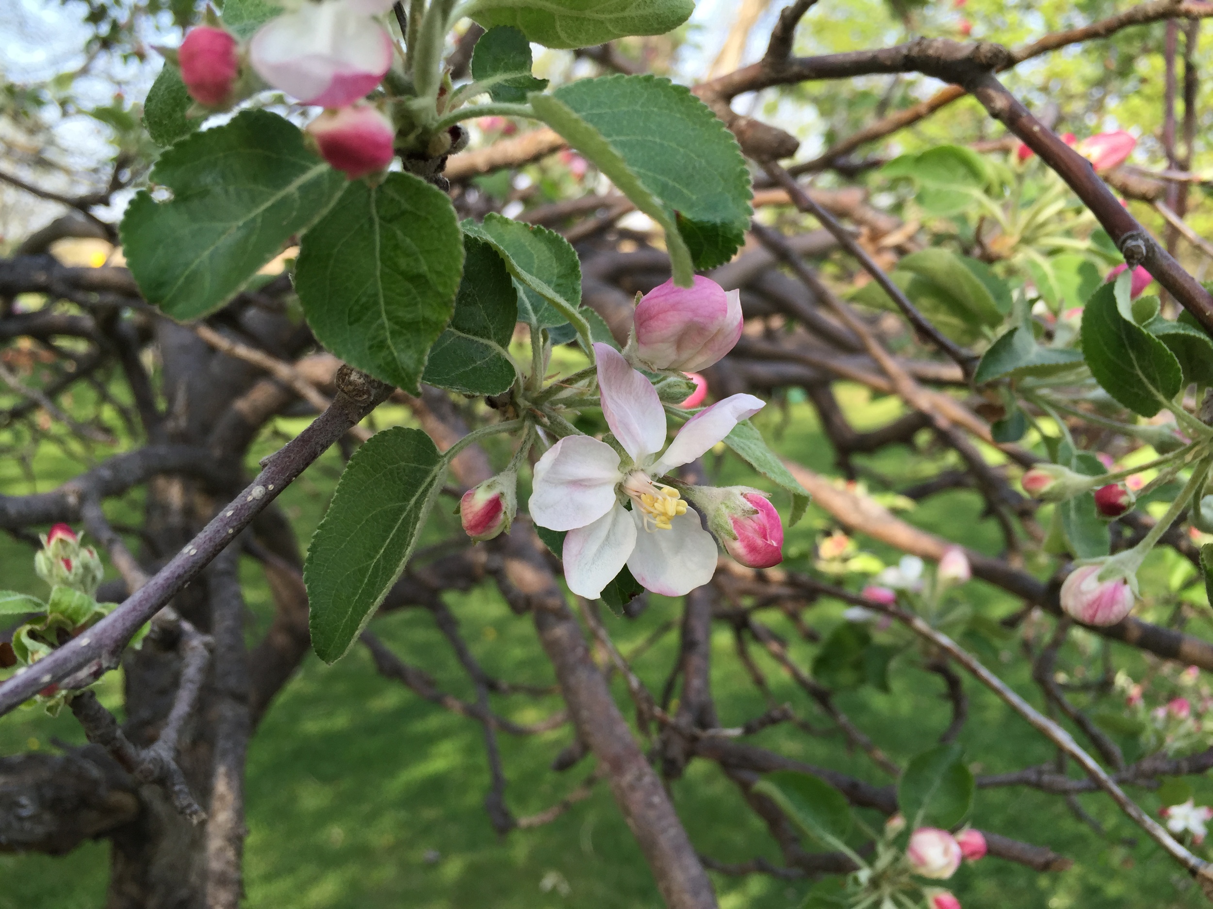 Bonus: apple tree blossom