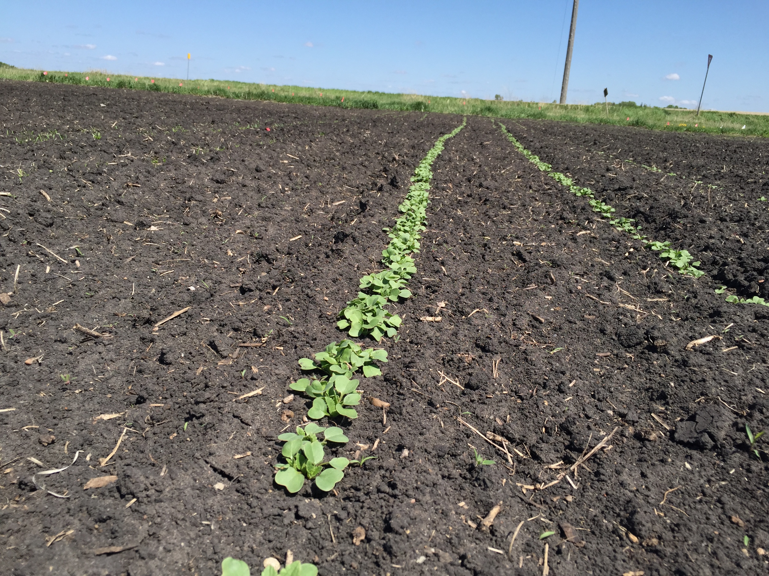  Radishes are coming along nicely :) 