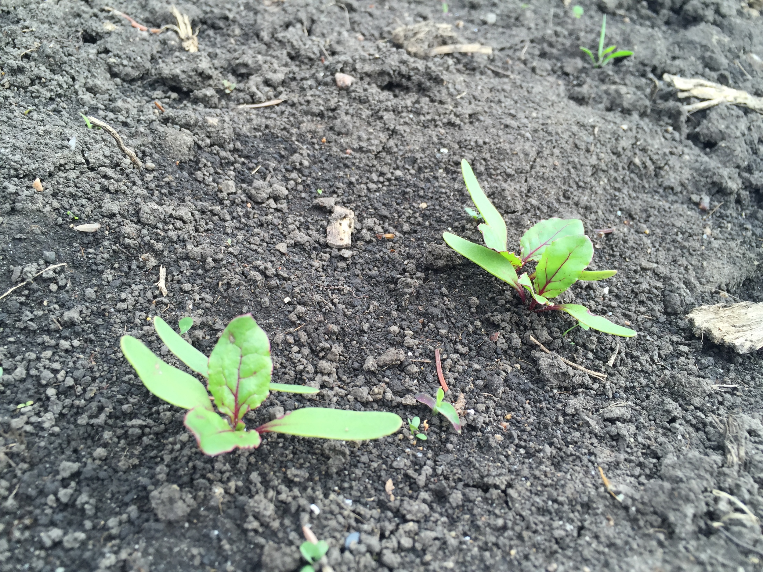  Beets are coming in nicely. 