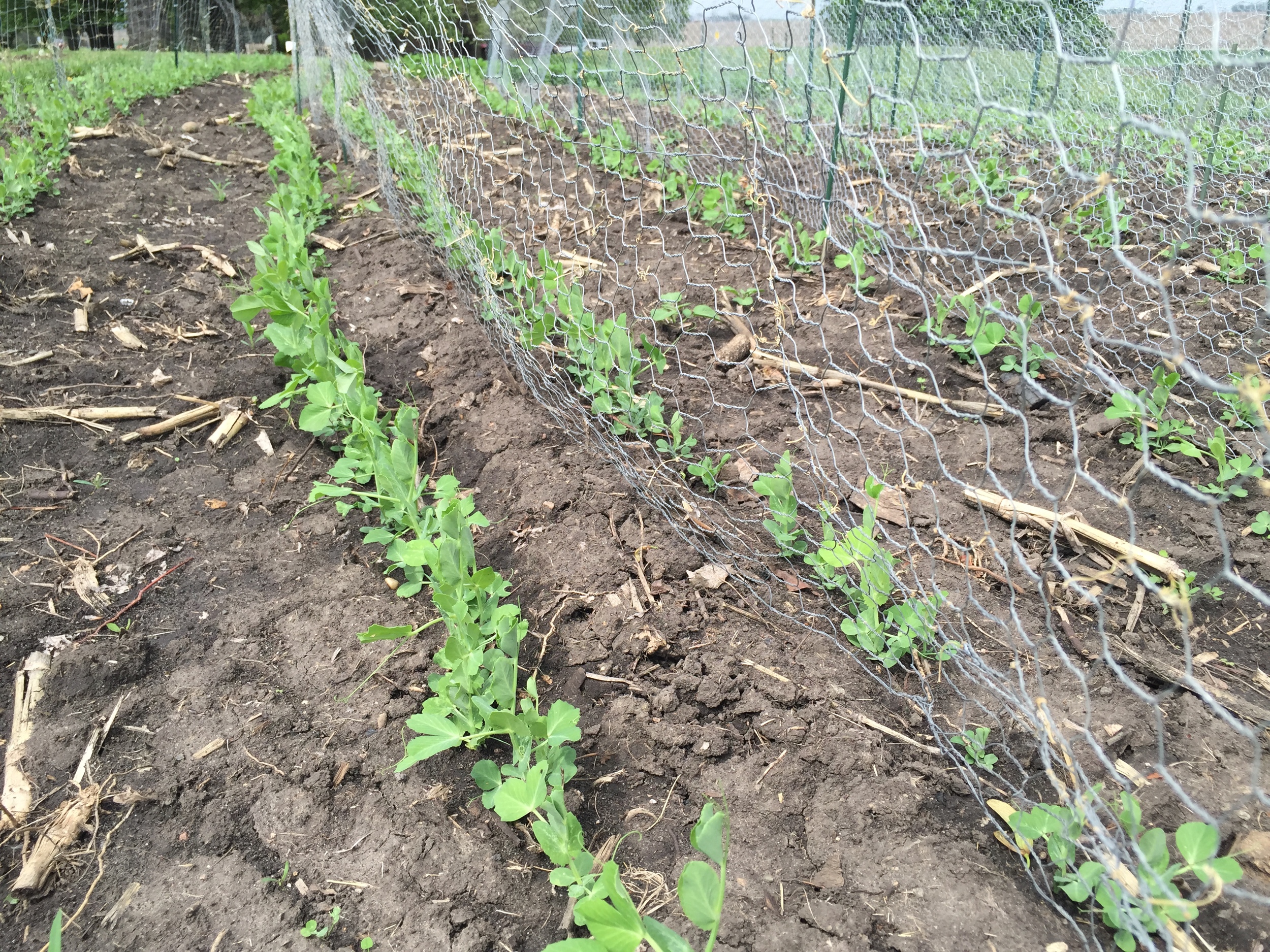  The peas are getting close to grabbing onto the trellis. 