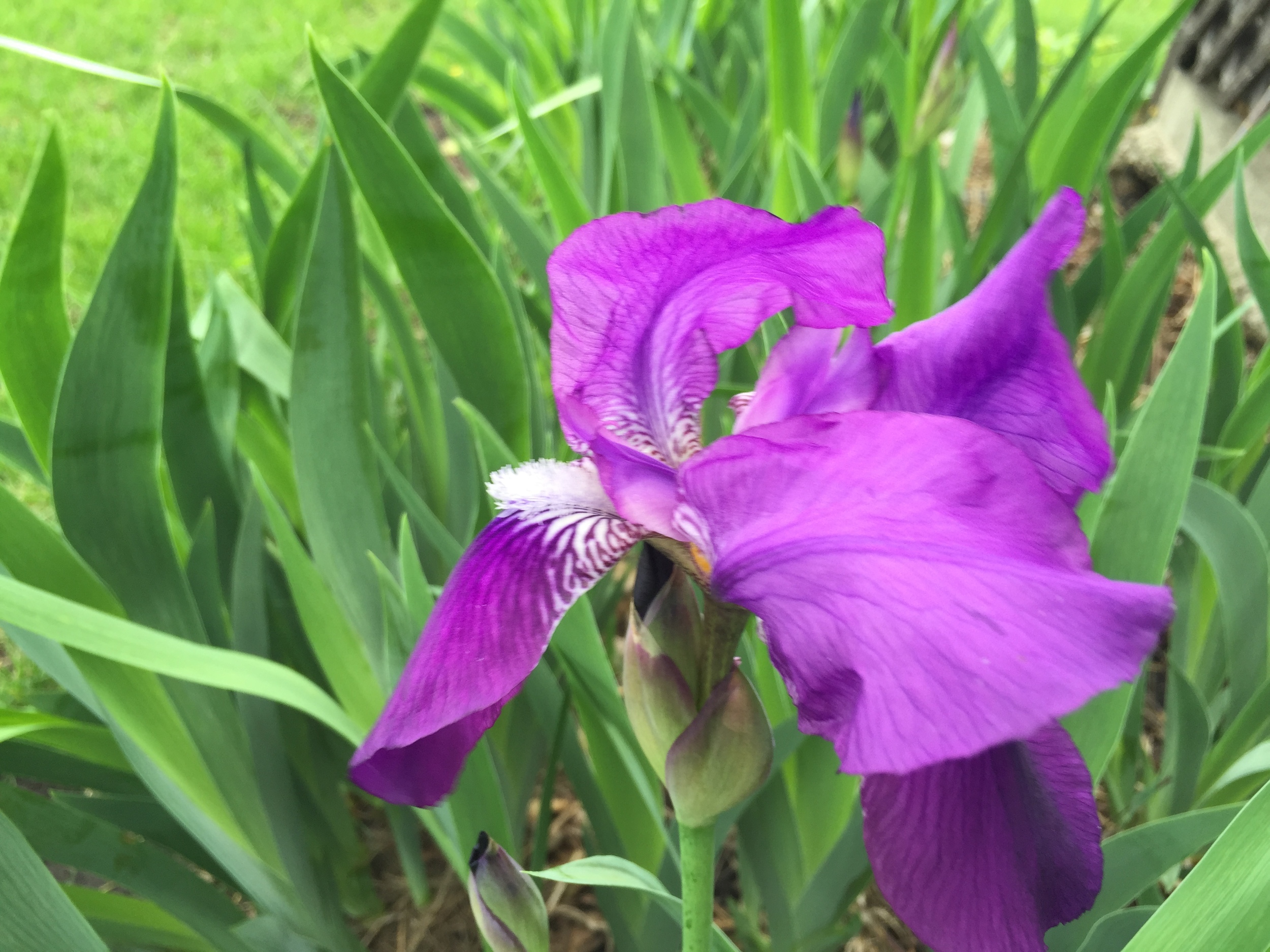  This iris is quite nice. 