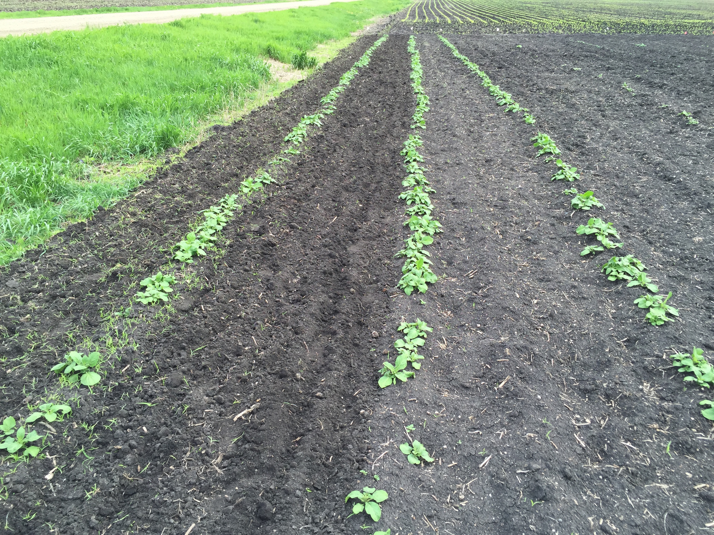  Weeding in progress! The potatoes here look excellent. 